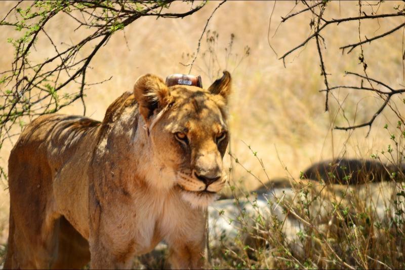 Bushtime Mabula Daire Mabula Game Reserve Dış mekan fotoğraf