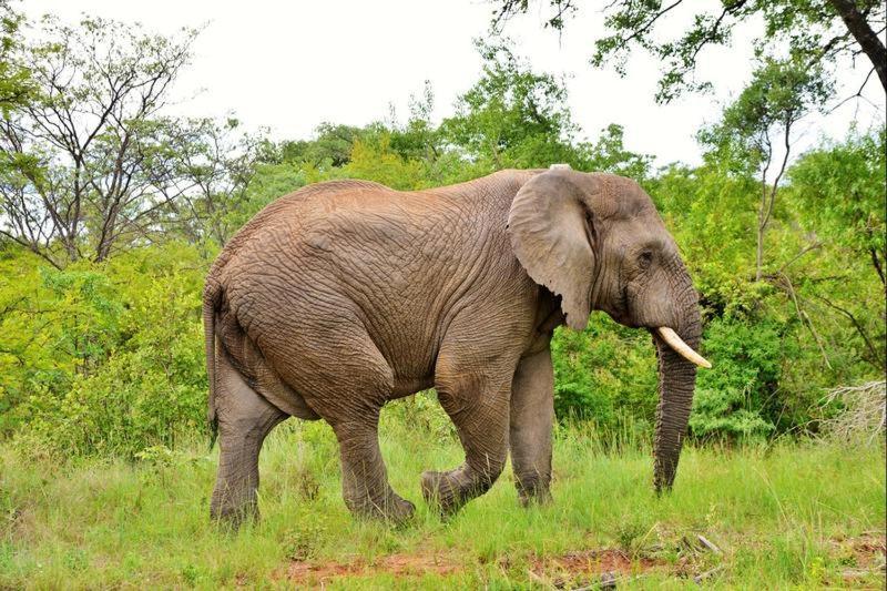 Bushtime Mabula Daire Mabula Game Reserve Dış mekan fotoğraf